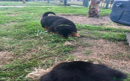 Rottweiler dogs for sale: Rottweiler pups  - Image 9
