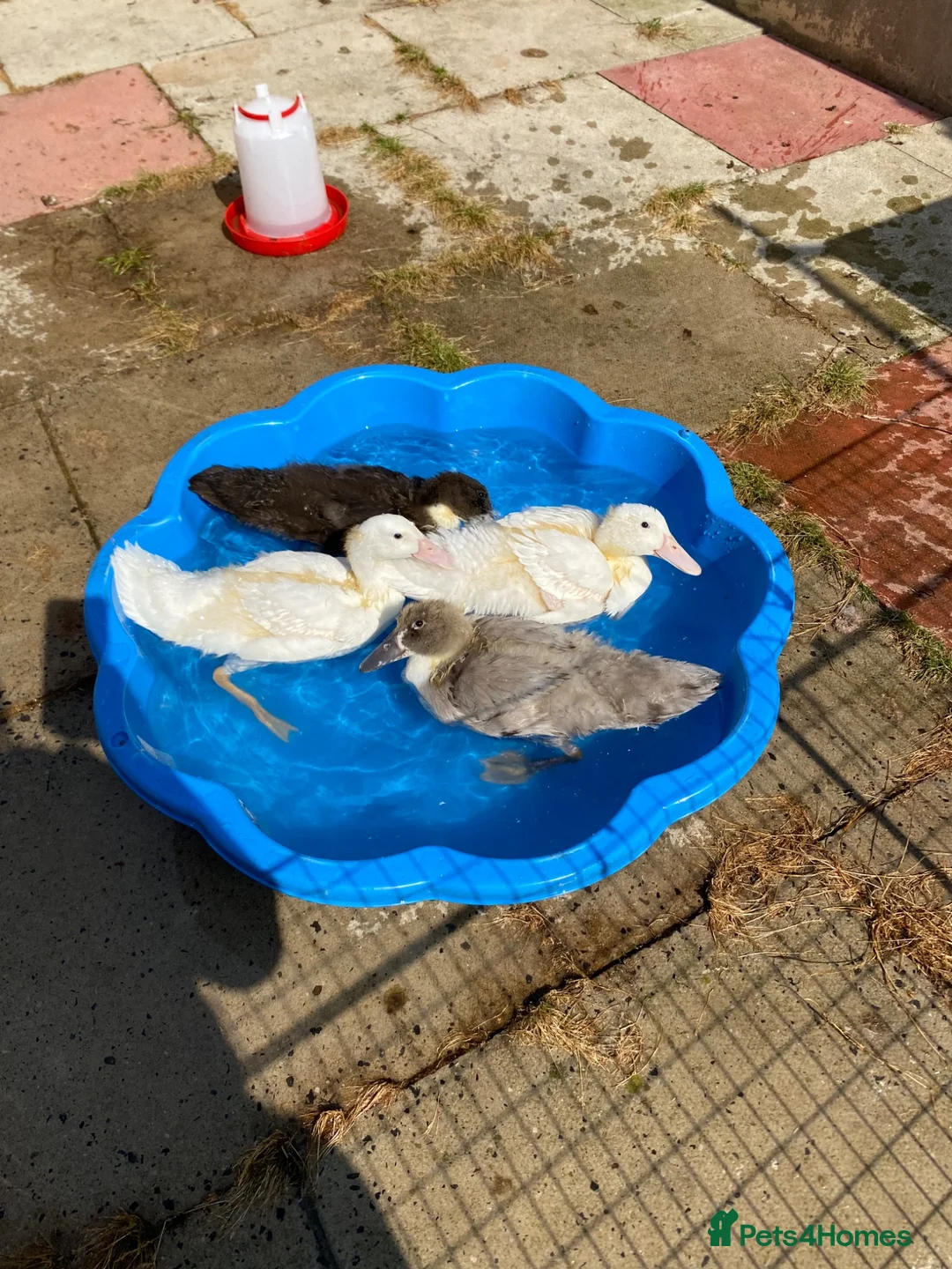 Camel livestock for sale: Runner ducks for sale - Advert 1