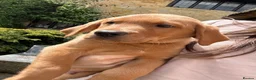 Labrador Retriever dogs for sale: ⭐️READY TO LEAVE NOW kcregistered Labrador puppies - Advert 22
