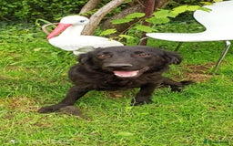 Flat coated Retriever dogs for adoption: NERO FOR ADOPTION IN CORNWALL/DEVON  in Launceston - Image 5