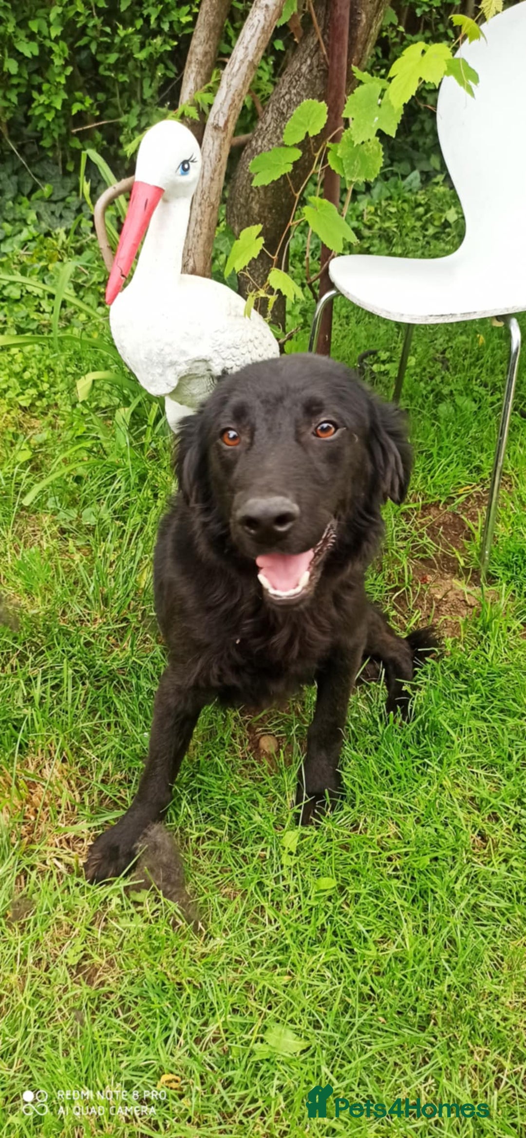 Flat coated Retriever dogs for adoption: NERO FOR ADOPTION IN CORNWALL/DEVON  in Launceston - Image 5