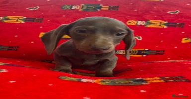 Miniature Dachshund dogs - Advert 4