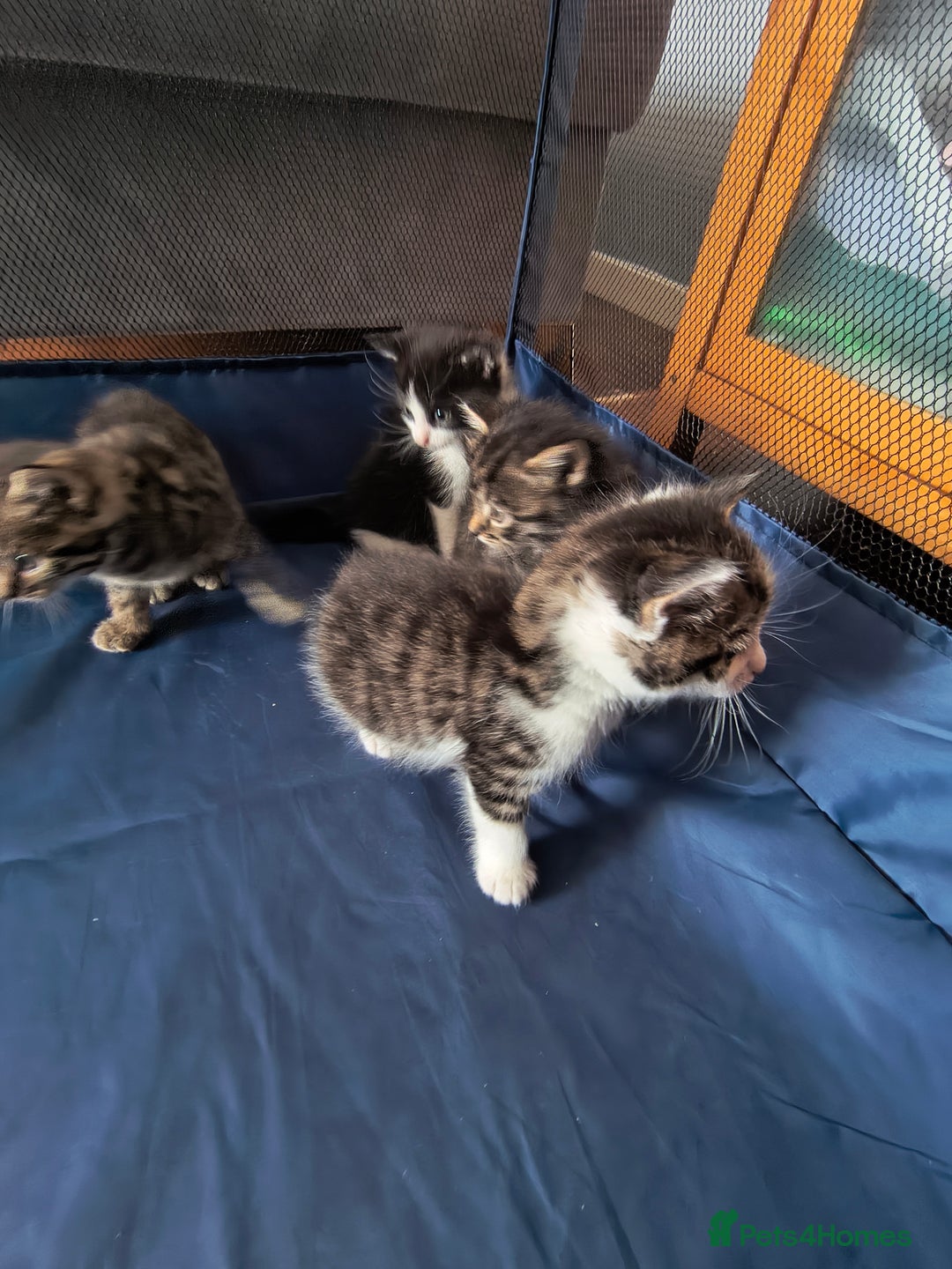 Mixed Breed cats for sale: Beautiful kittens  - Advert 9