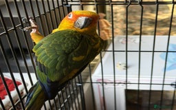 Conures birds for sale: Sun Conure - Advert 3