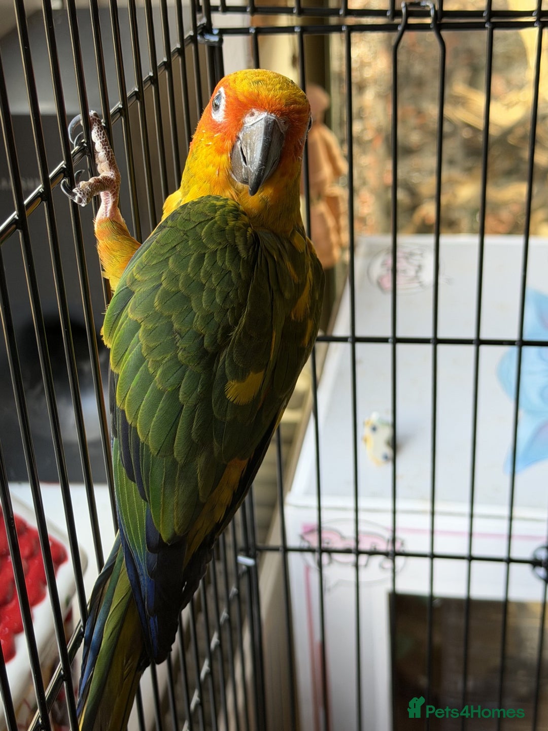 Conures birds for sale: Sun Conure - Advert 3