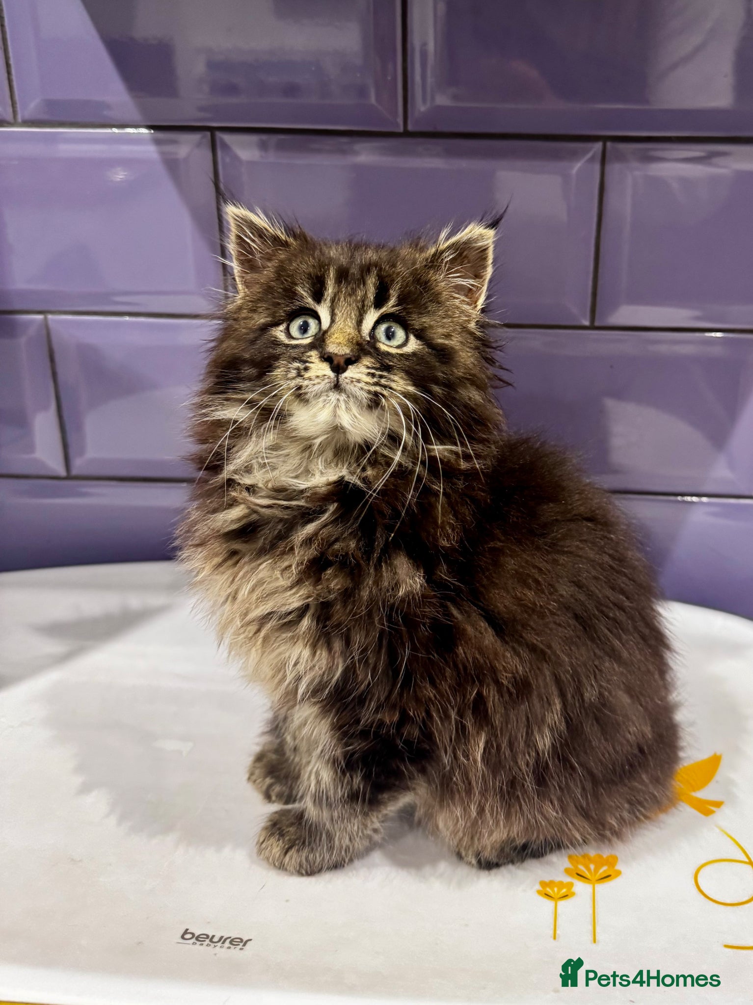 Maine Coon cats for sale: Pedigree Maine Coon Male Kitten in Newtownards - Advert 1