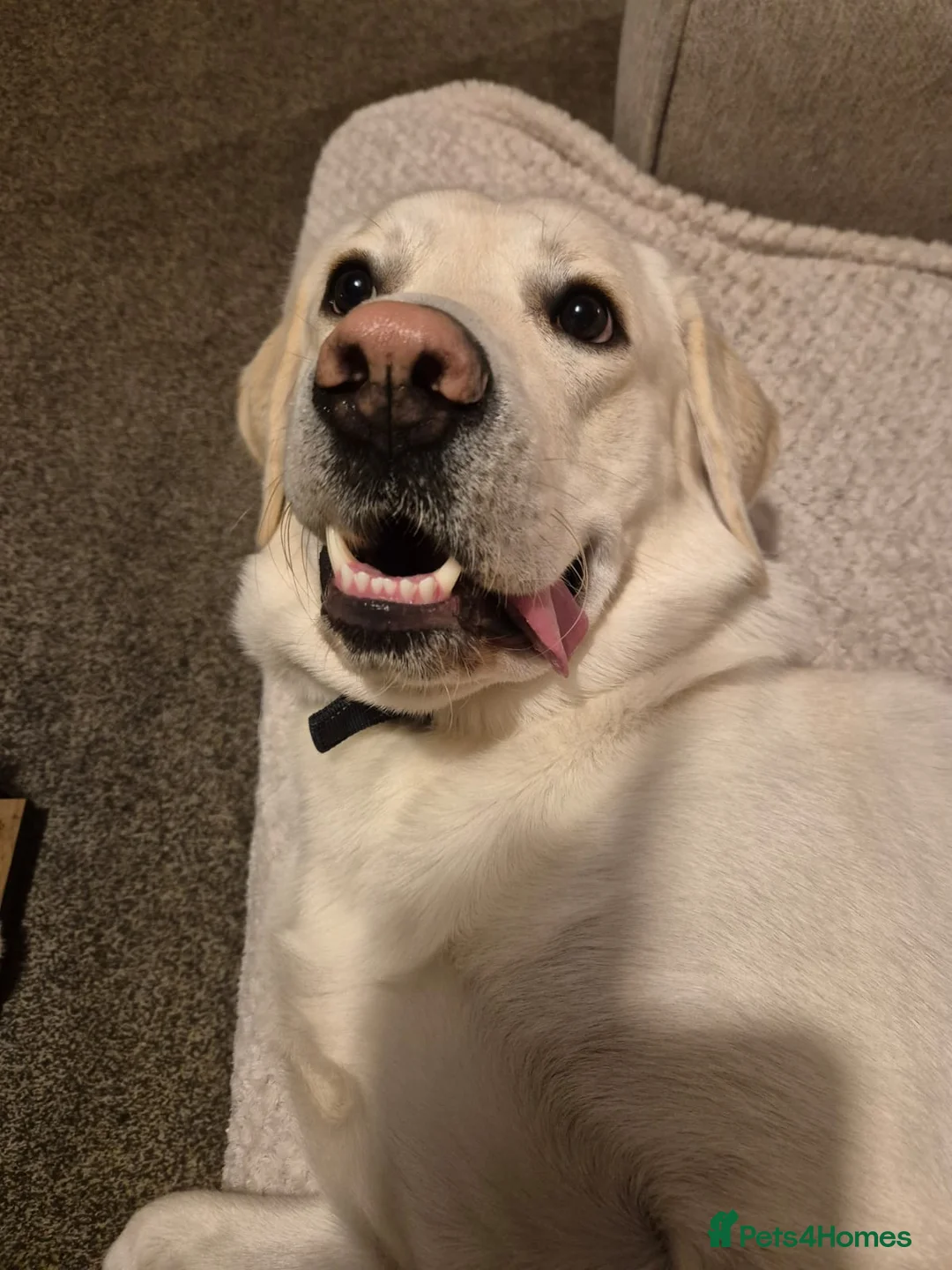 Goldador dogs for sale: Dog for rehome in Liverpool - Advert 4