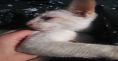 Siamese cats - Advert 9