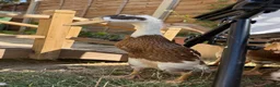 Ducks poultry for sale: Show line Indian Runner Drakes - Advert 6