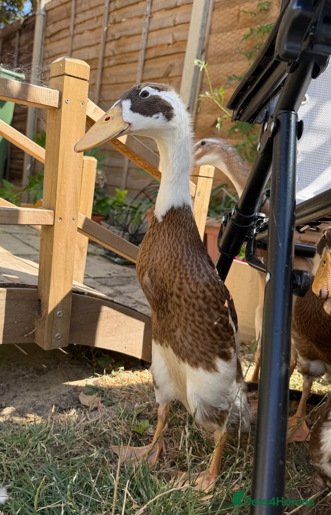 Ducks poultry for sale: Show line Indian Runner Drakes - Advert 6