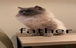 Ragdoll cats for sale: GCCF Registered Ragdoll Dolls  - Image 9