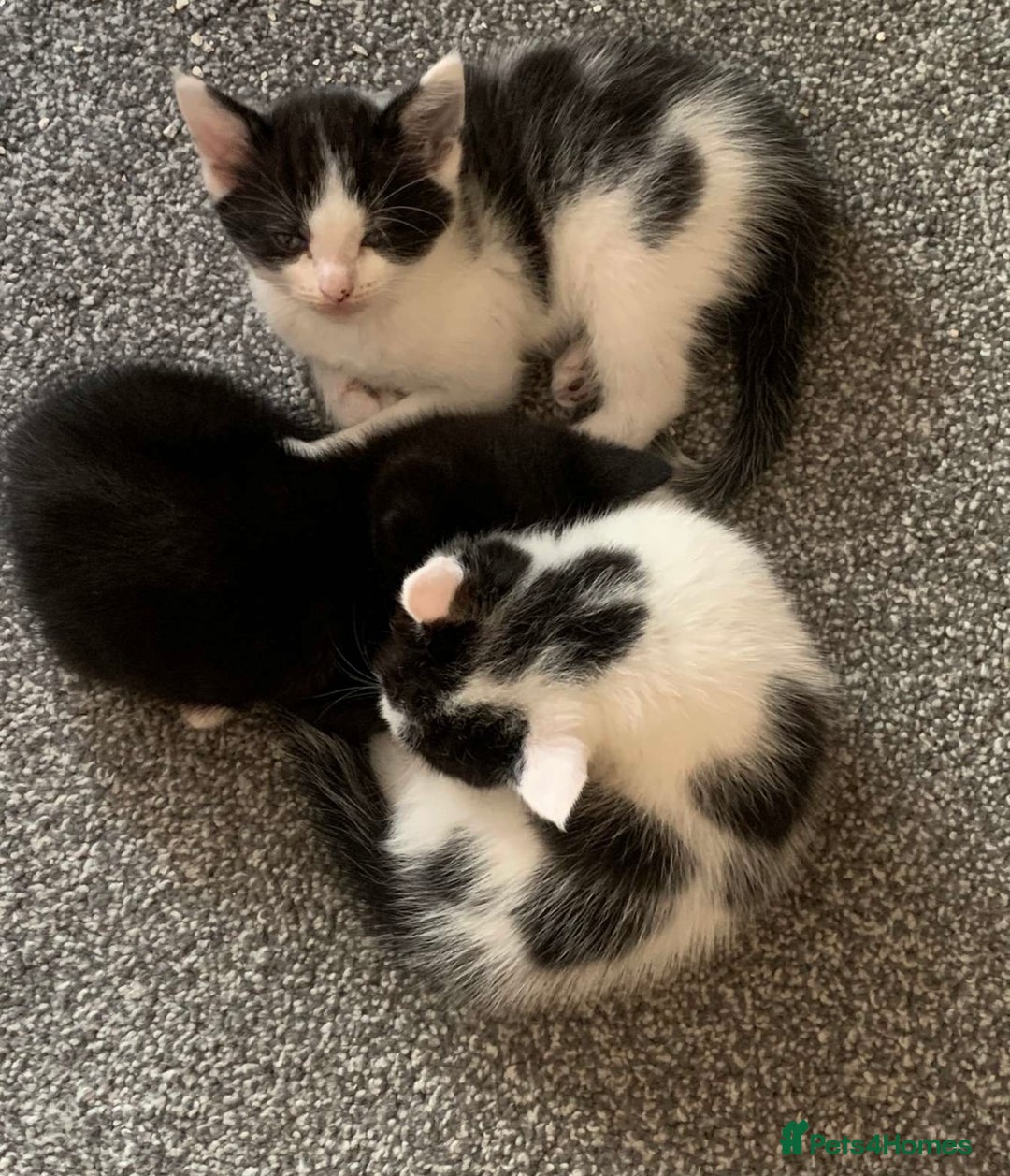 Domestic Shorthair cats for sale: Black and white kittens - Image 2