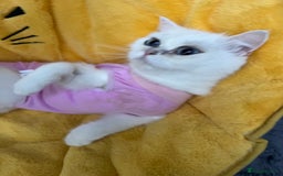 British Shorthair cats for sale: Champion lines for adoption  - Image 2
