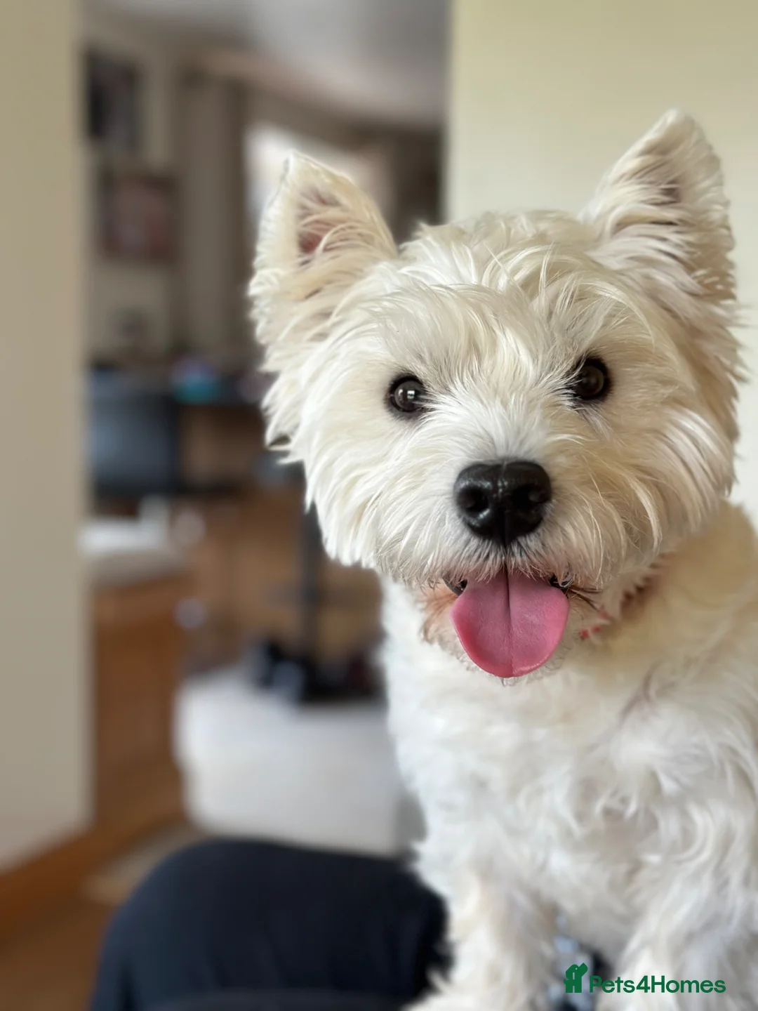 West Highland Terrier dogs for stud: Westie for stud  - Advert 2