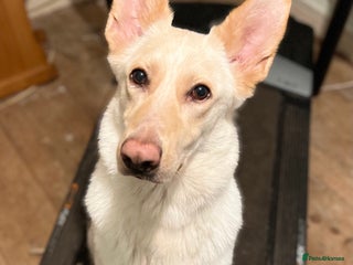 Mixed Breed dogs Luna - German Shepherd x Collie - Advert 1