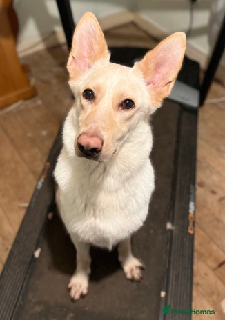 Mixed Breed dogs Luna - German Shepherd x Collie - Advert 2