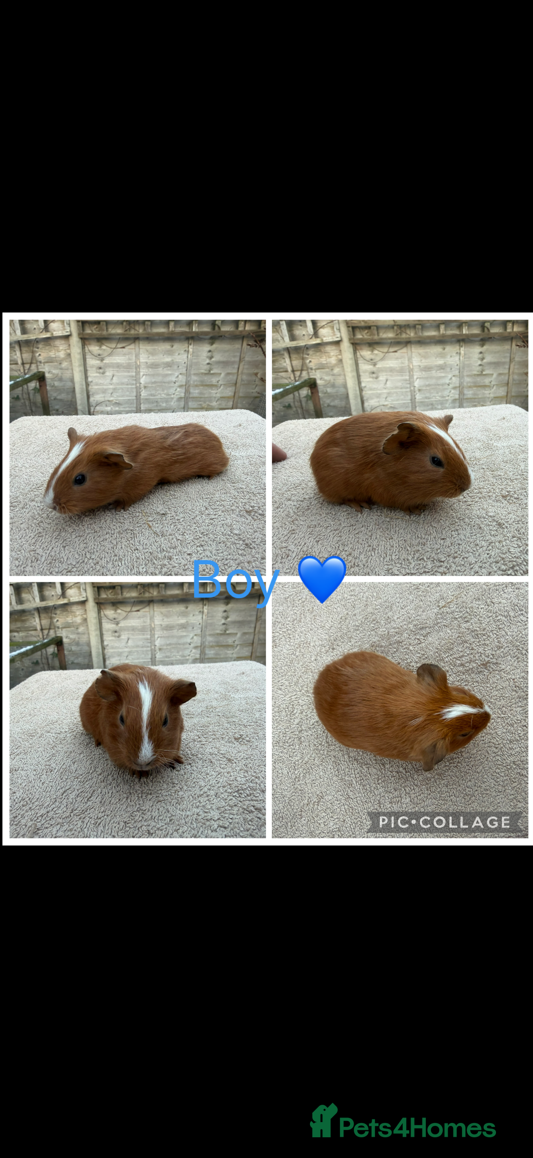Guinea Pig rodents for sale: Male & Female Guinea pigs 👀 for new laps 🥰 - Advert 6