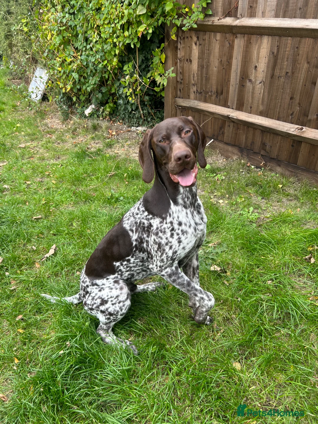 German Shorthaired Pointer dogs for sale: KC Registered German Shorthaired Pointer 18 Months - Advert 1
