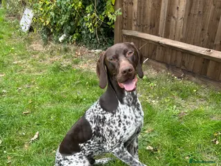 German Shorthaired Pointer dogs KC Registered German Shorthaired Pointer 18 Months - Advert 1