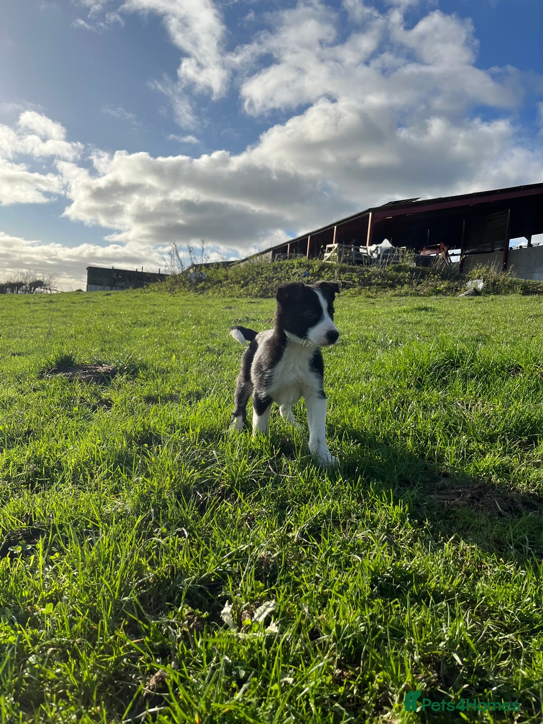 Border Collie dogs for sale: Red merle girl  - Advert 11