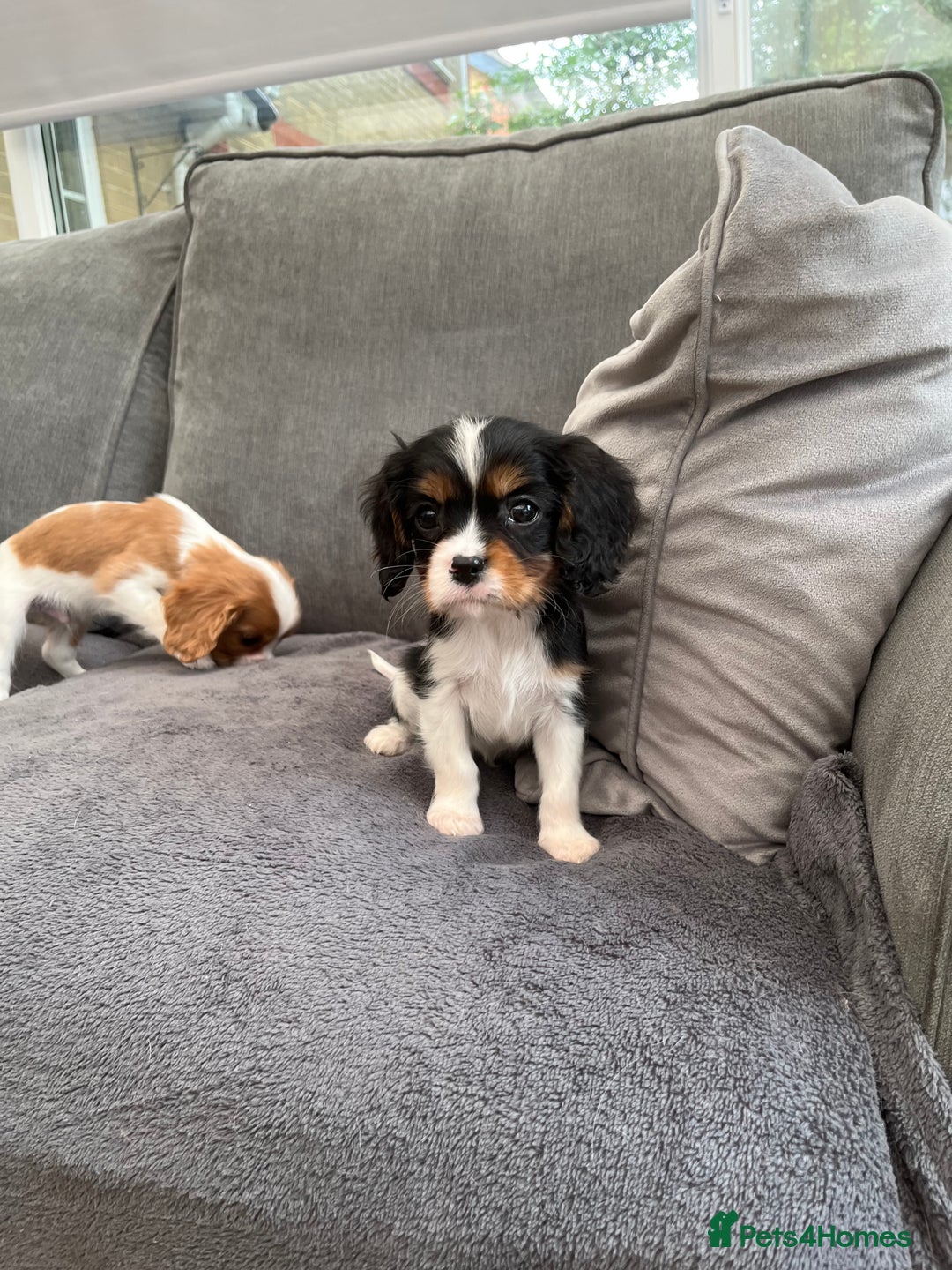 Cavalier King Charles Spaniel dogs for sale: Two boys looking for their new homes  - Image 3