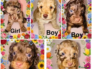 Cockapoo dogs DNA TESTED, Beautiful Cockapoos, Ready 6th May - Advert 16