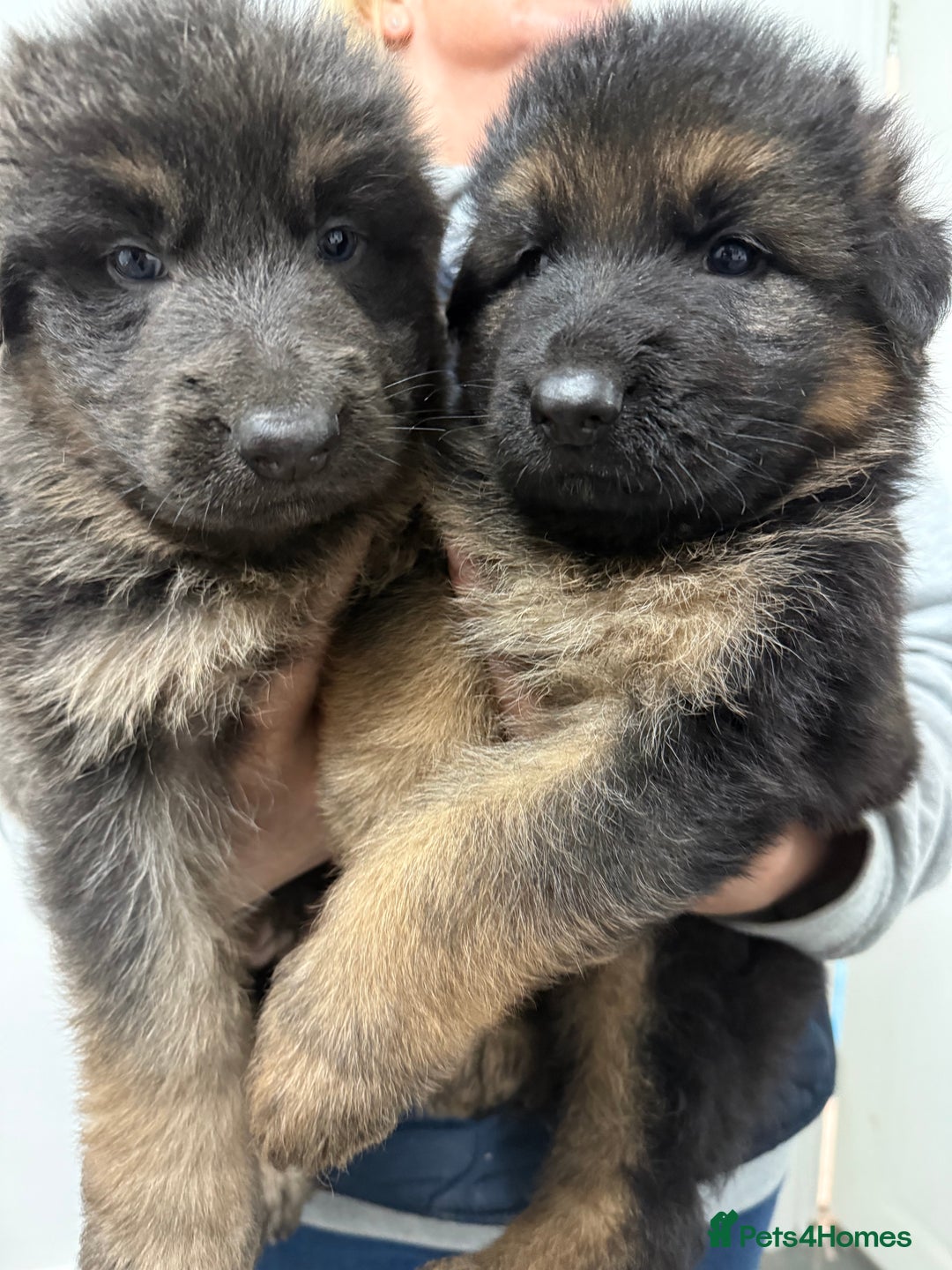 German Shepherd dogs for sale: KC GSD long coat.  Fantastic bloodlines.  - Advert 36