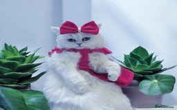 Persian cats for sale: Lucky Baby Boy💙 - Image 7