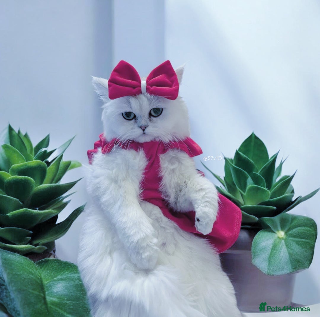 Persian cats for sale: Lucky Baby Boy💙 - Image 7