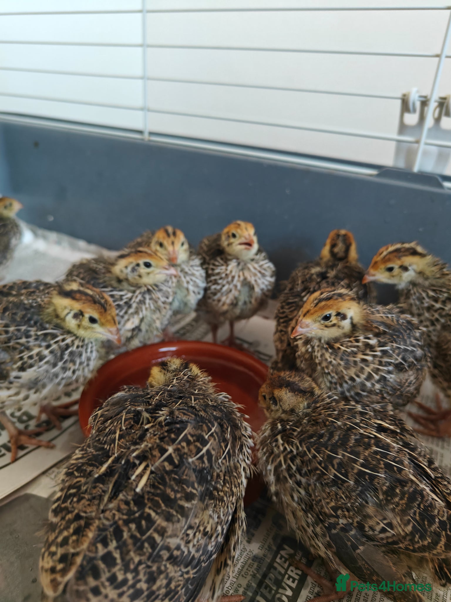 Quail poultry Young unsexed cortunix quails for sale - Advert 3