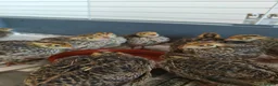 Quail poultry for sale: Young unsexed cortunix quails for sale in Leicester - Advert 1