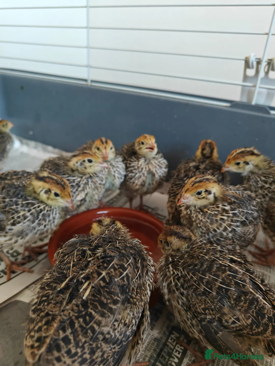 Quail poultry for sale: Young unsexed cortunix quails for sale in Leicester - Advert 1