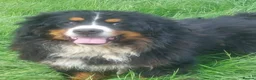 Bernese Mountain Dog dogs for sale: Quality Purebred Bernese Mountain Dog Pups  - Advert 5