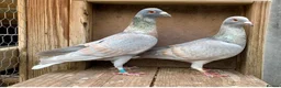 Pigeons birds for sale: Piegons in London - Advert 4