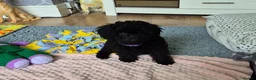 Cavapoo dogs for sale: Amazing Miniature cavapoo f1b puppies - Advert 6