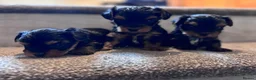 Yorkshire Terrier dogs for sale: Beautiful Yorkshire Terrier Puppies  - Advert 3