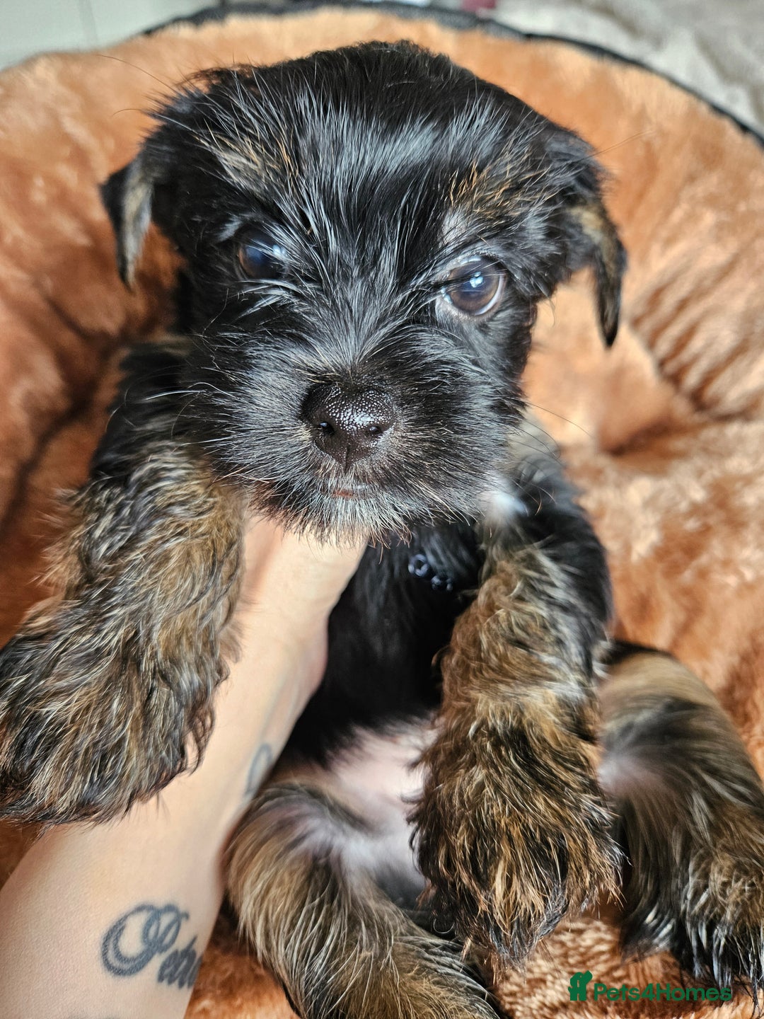Yorkshire Terrier dogs for sale: DNA tested parents possible Dilution Yorkies - Image 39