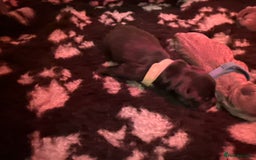 Staffordshire Bull Terrier dogs for sale: 6 Exclusive Champion blood Multi international - Image 11
