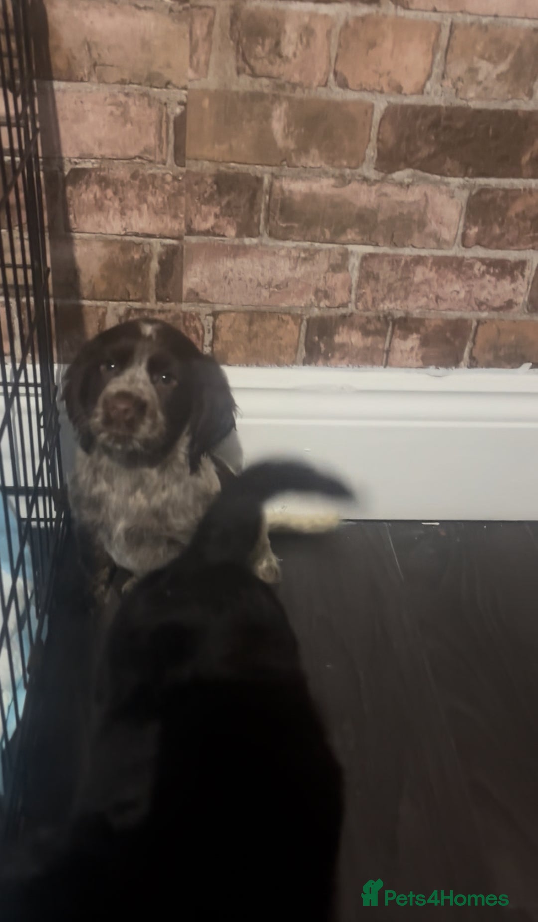 Cockapoo dogs for sale: F1b cockapoo pups  - Advert 13