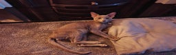 Oriental cats for sale: Handsome Loving Oriental Shorthair Boy Lilac-Grey - Advert 2