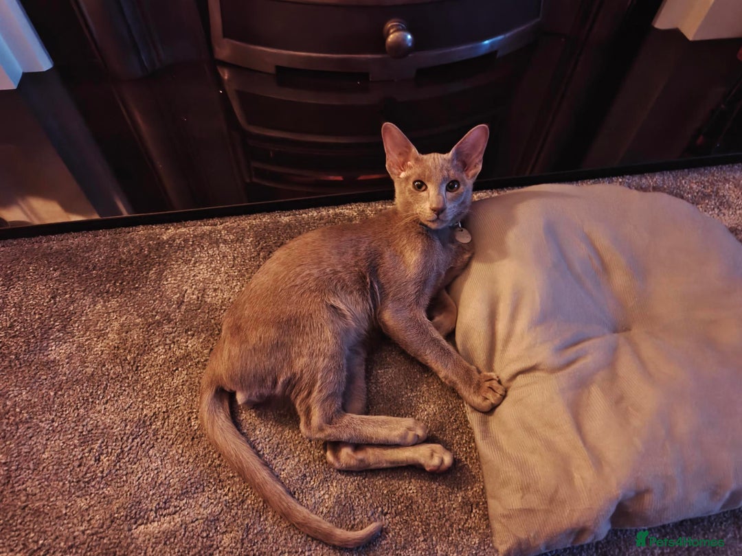 Oriental cats for sale: Handsome Loving Oriental Shorthair Boy Lilac-Grey - Advert 2