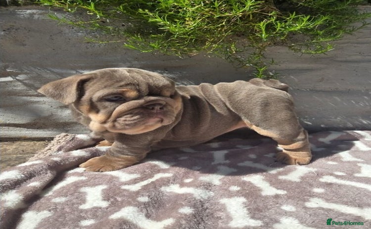 English Bulldog dogs - Advert 1