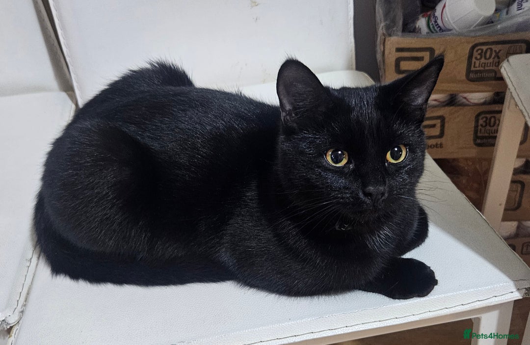 British Shorthair cats for sale: Beautiful 7 month Kitten Brother & Sister - Image 4