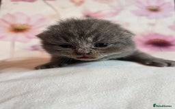 British Shorthair cats for sale: A charming kitten will be available in December. - Image 37