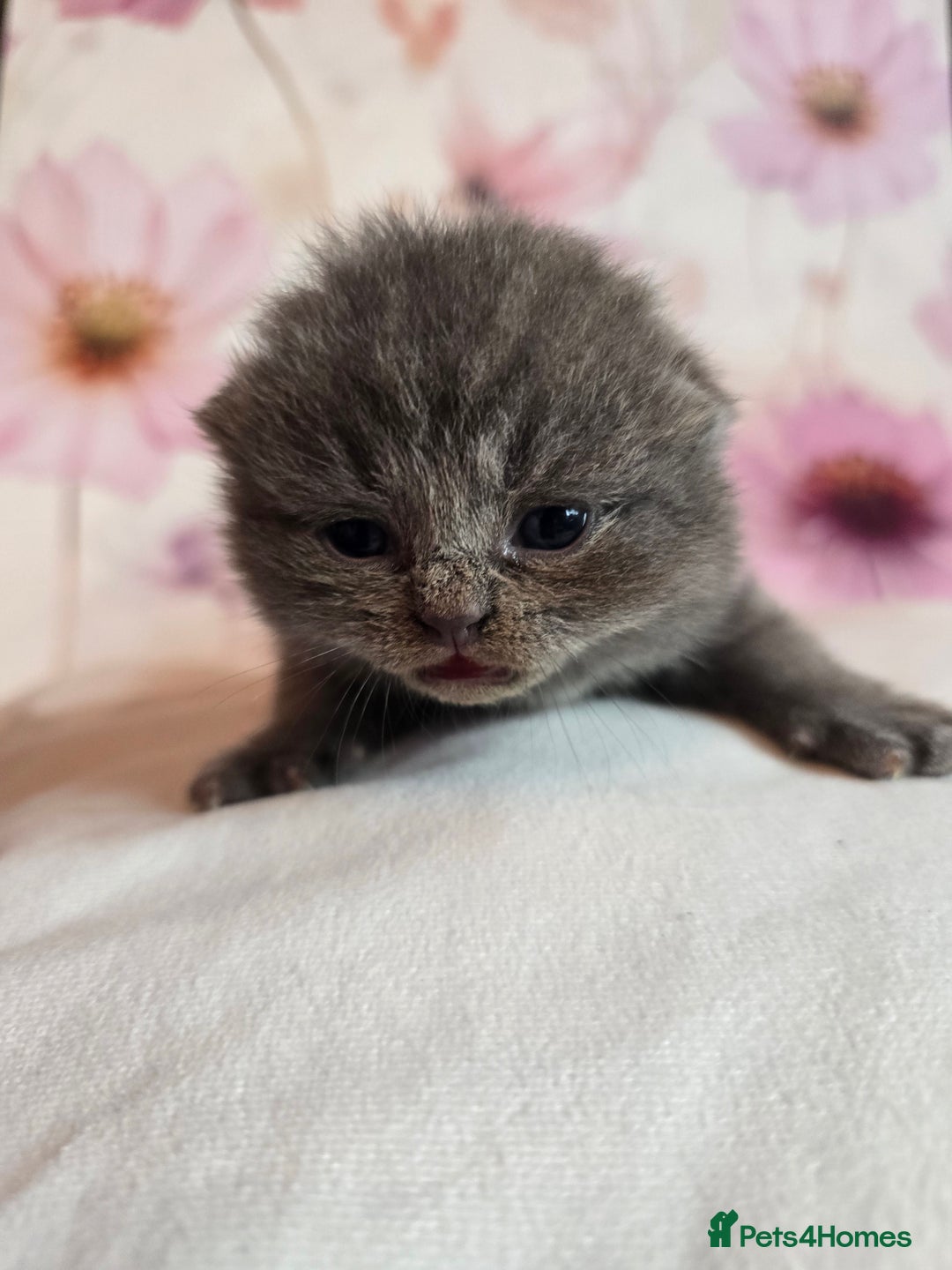 British Shorthair cats for sale: A charming kitten will be available in December. - Image 37