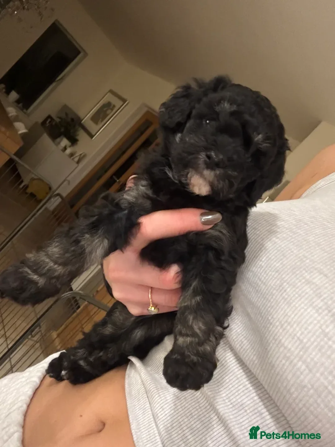 Maltipoo dogs for sale: Adorable black Maltipoo puppy - last girl   - Advert 9