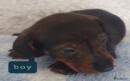 Dachshund dogs for sale: dachshund - Image 3
