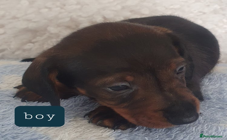 Dachshund dogs - Advert 4