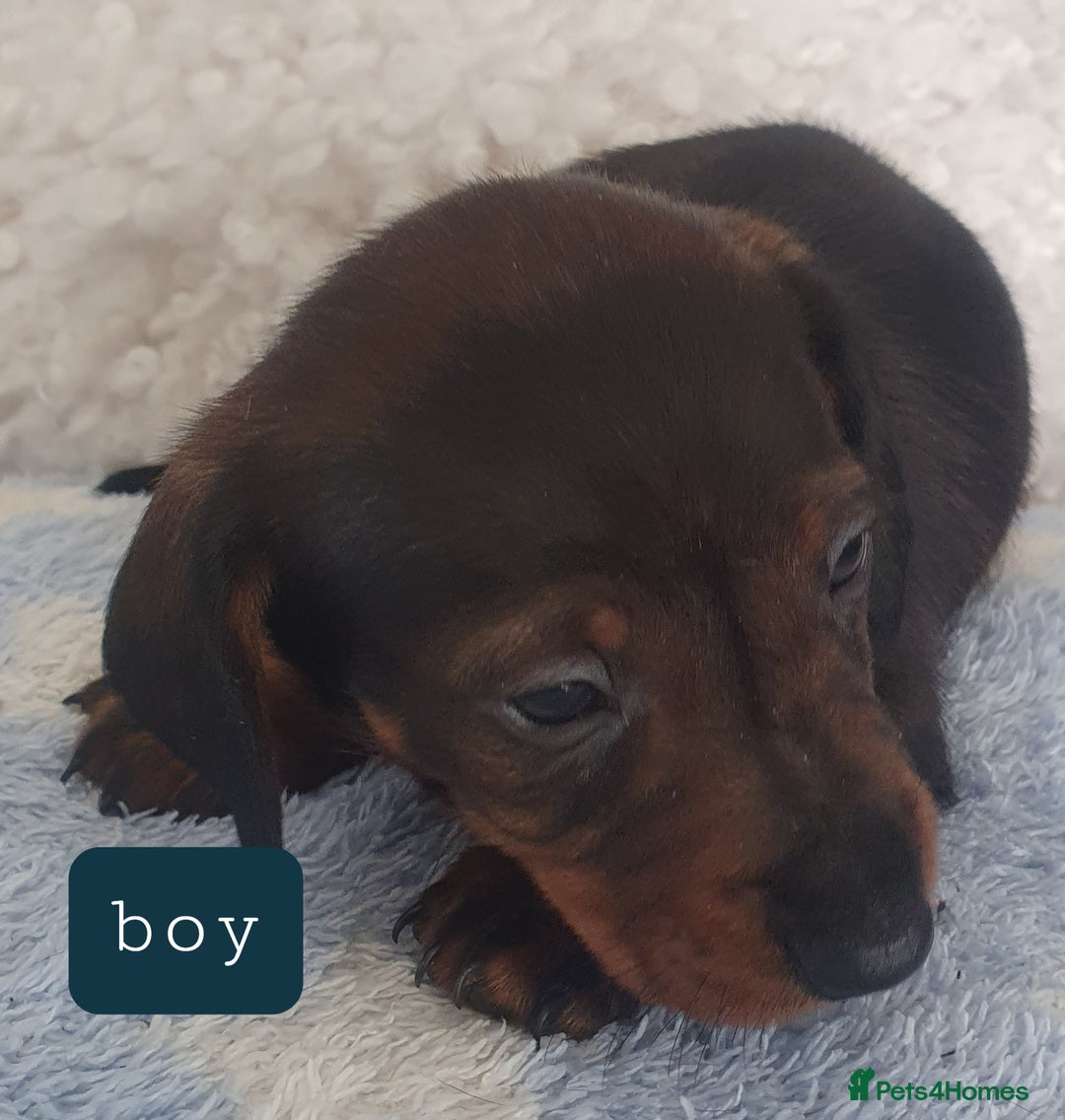 Dachshund dogs for sale: dachshund - Image 3
