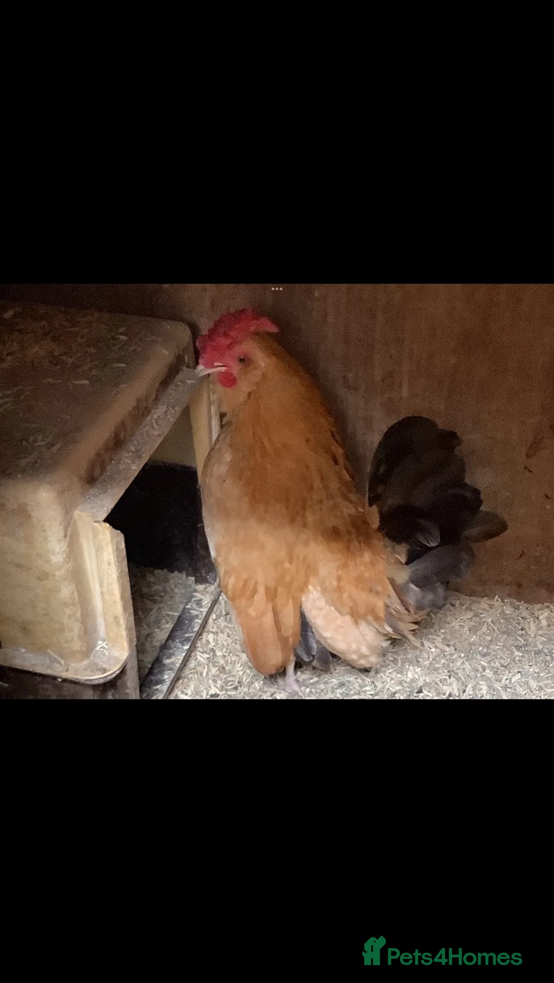 Ducks poultry for sale: Various ducks and small rooster  in Luton - Advert 4